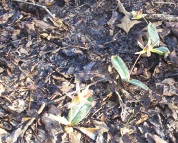 Ainsley's photo of trout lilies