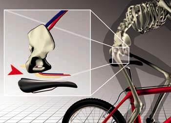 Pelivc anatomy and the bike saddle